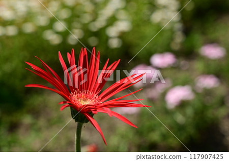 非洲菊 (蛋白石) 菊科花 117907425