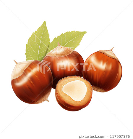 Macadamia  Macadamia  117907576