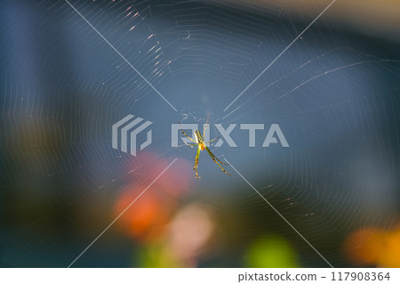 Striped Orb Weaver Spider on its Web. Wulai, Taiwan. 117908364