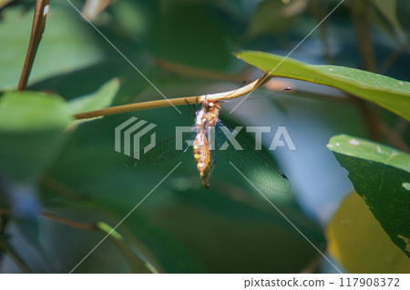 Maezous Umbrosa Owlfly on a Twig. Maezous Umbrosa Owlfly on a Twig. 117908372