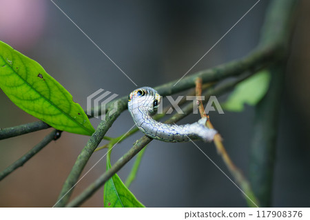 Caterpillar Mimicking a Snake, Parapercnia giraffata Larva. Caterpillar Mimicking a Snake, Parapercnia giraffata Larva. 117908376