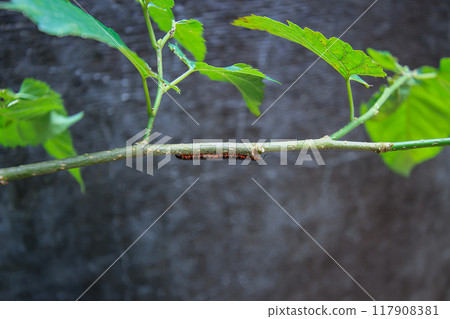 Orange-legged Millipede Crawling on a Twig. Orange-legged Millipede Crawling on a Twig. 117908381