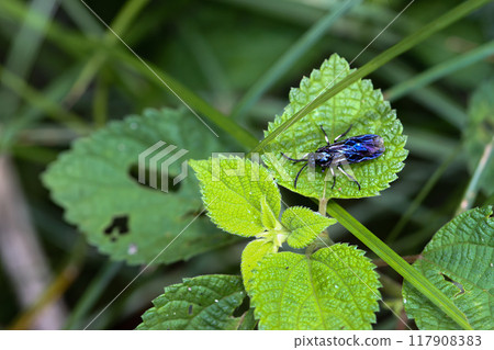 Brilliant Blue Sawfly(Arge similis) on Green Leaf. 117908383
