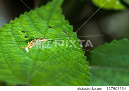 Yellow-green mayfly (Afronurus sp.) on leaves. 117908384