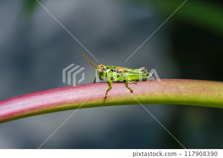 Camouflaged Grasshopper on Green Stem. Camouflaged Grasshopper on Green Stem. 117908390