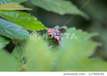 A Striking Nemoraea sp. Fly Perched on a Leaf. Wulai, New Taipei City, Taiwan. 117908392