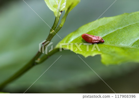 Orange Spittlebug (Cosmoscarta bispecularis) on a Leaf. 117908396