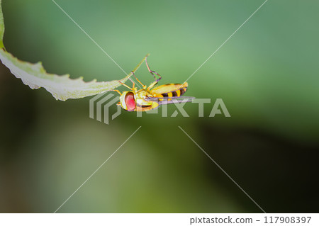 Hoverfly (Meliscaeva sp.) Hanging on a Leaf. 117908397