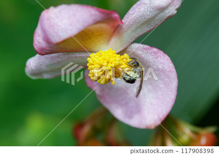 Black Bee Pollinating a Pink Begonia Flower. 117908398
