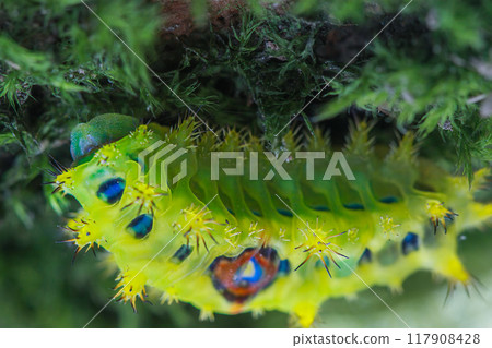Caterpillar with Yellow, Red, and White Spots, Chibiraga banghaasi Larva. Caterpillar with Yellow, Red, and White Spots, Chibiraga banghaasi Larva. 117908428