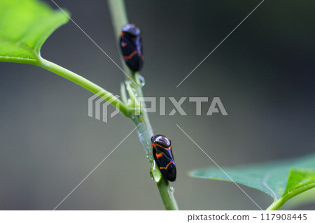 Vibrant Two-lined Spittlebug on a Green Leaf. Vibrant Two-lined Spittlebug on a Green Leaf. 117908445