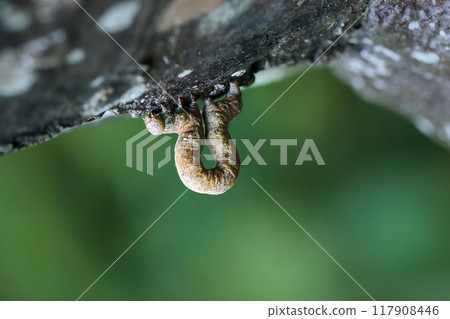 Camouflaged Inchworm on Tree Bark. Camouflaged Inchworm on Tree Bark. 117908446