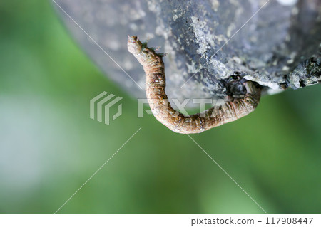 Camouflaged Inchworm on Tree Bark. 117908447