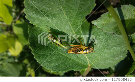 Green and Yellow Cicadas(Mogannia hebes) Mating on a Leaf. 117908453
