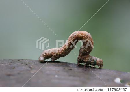 Camouflaged Inchworm on Tree Bark. 117908467