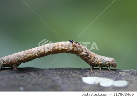 Ant Crawling on an Inchworm. Ant Crawling on an Inchworm. 117908469
