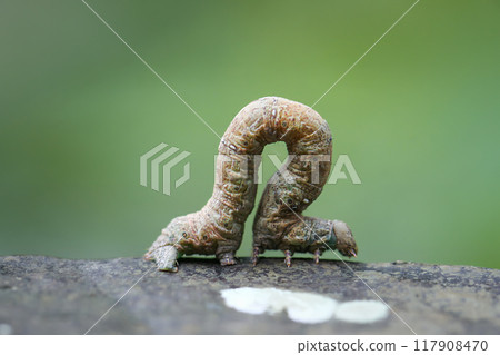 Camouflaged Inchworm on Tree Bark. Camouflaged Inchworm on Tree Bark. 117908470