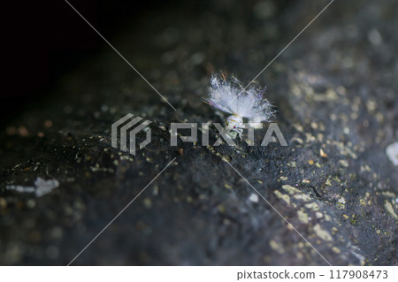 Fluffy White Planthopper Nymph, Ricanoides flabellum. Fluffy White Planthopper Nymph, Ricanoides flabellum. 117908473