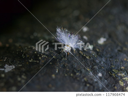 Fluffy White Planthopper Nymph, Ricanoides flabellum. Fluffy White Planthopper Nymph, Ricanoides flabellum. 117908474