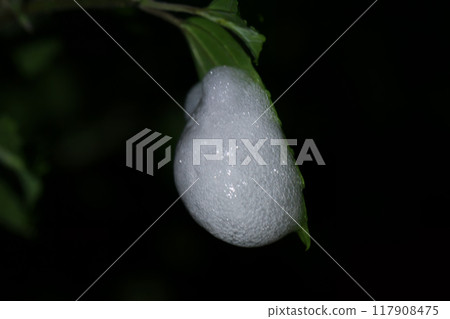 Frothy Spittlebug Nest on a Plant Stem. Frothy Spittlebug Nest on a Plant Stem. 117908475