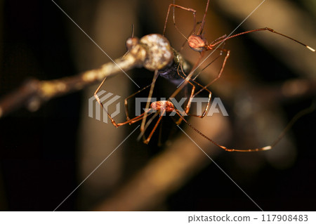 Harvestmen(Daddy Longlegs) Couple, Close-up. Harvestmen(Daddy Longlegs) Couple, Close-up. 117908483