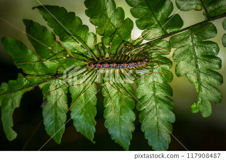 House centipede(Scutigeromorpha) on green leaves. House centipede(Scutigeromorpha) on green leaves. 117908487