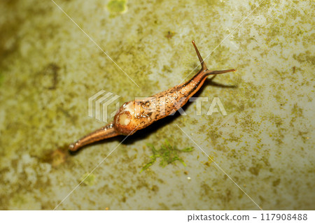 Tiny Semi-Slug on a Leaf. 117908488