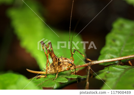 Macro Shot of a Bush Cricket on Green Foliage. Macro Shot of a Bush Cricket on Green Foliage. 117908489