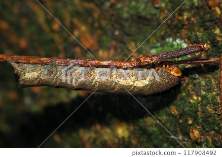 Hairy Red Caterpillar on Twig, Wulai, Taiwan. 117908492