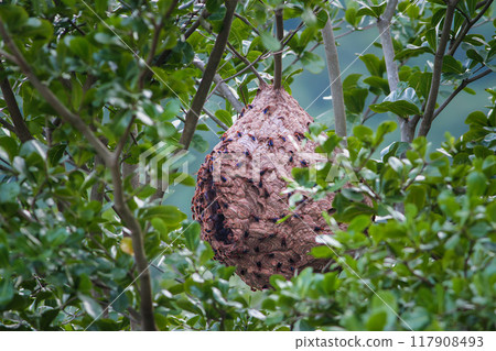 Hornet Nest Hanging from a Tree Branch. Hornet Nest Hanging from a Tree Branch. 117908493