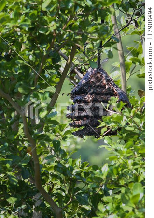 Hornet Nest Hanging from a Tree Branch. Hornet Nest Hanging from a Tree Branch. 117908494