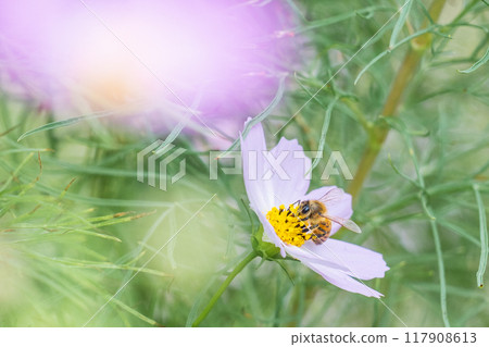 [Natural scenery] Cosmos and insects 117908613
