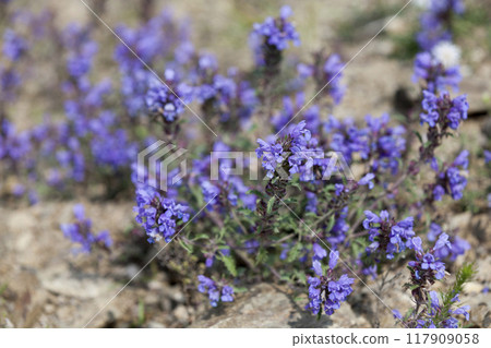 Brownwort - Prunella vulgaris Brownwort - Prunella vulgaris 117909058