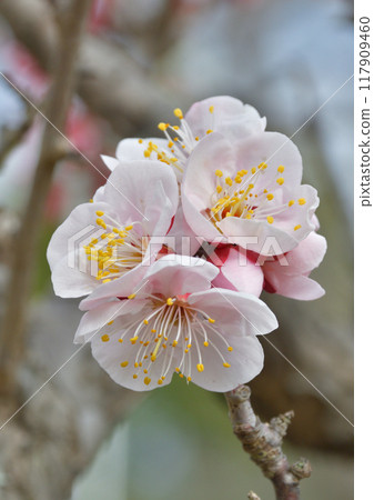 plum	 117909460
