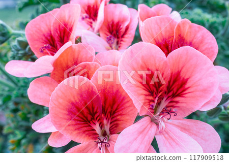 Geranium Flowers Blossom 117909518