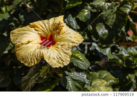 hibiscus Flowers Blossom hibiscus Flowers Blossom 117909519