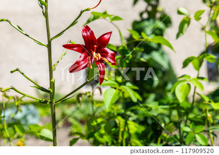 The splendid red lily 117909520