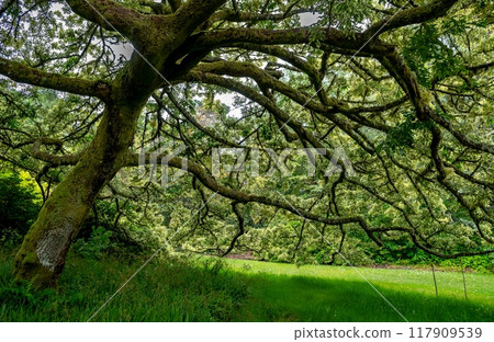 Old Oak Tree With Bark Full Of Lichen In Inverewe Botanic Garden In Scotland, UK Old Oak Tree With Bark Full Of Lichen In Inverewe Botanic Garden In Scotland, UK 117909539