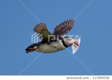 Seabird Species Atlantic Puffin (Fratercula arctica) With Feather Flies On The Isle Of May In The Firth Of Forth Near Anstruther In Scotland 117909589