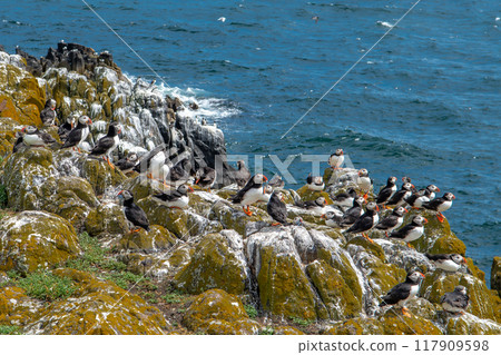 Group Of Seabird Species Atlantic Puffin (Fratercula arctica) On The Isle Of May In The Firth Of Forth Near Anstruther In Scotland Group Of Seabird Species Atlantic Puffin (Fratercula arctica) On The Isle Of May In The Firth Of Forth Near Anstruther In Scotland 117909598
