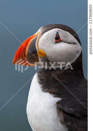 Seabird Species Atlantic Puffin (Fratercula arctica) On The Isle Of May In The Firth Of Forth Near Anstruther In Scotland Seabird Species Atlantic Puffin (Fratercula arctica) On The Isle Of May In The Firth Of Forth Near Anstruther In Scotland 117909605