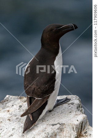 Seabird Species Razorbill (Alca Torda) On The Isle Of May In The Firth Of Forth Near Anstruther In Scotland 117909606