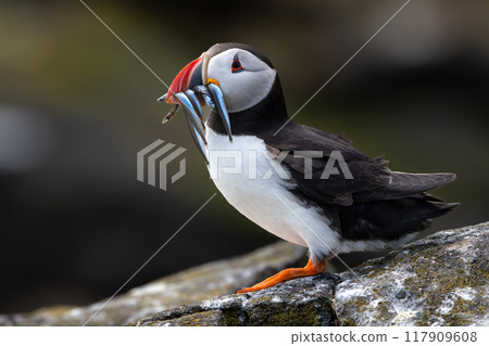 Seabird Species Atlantic Puffin (Fratercula arctica) With Sandeels On The Isle Of May In The Firth Of Forth Near Anstruther In Scotland 117909608