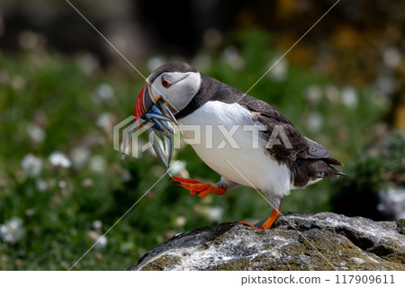 Seabird Species Atlantic Puffin (Fratercula arctica) With Sandeels On The Isle Of May In The Firth Of Forth Near Anstruther In Scotland 117909611