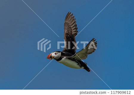 Seabird Species Atlantic Puffin (Fratercula arctica) Flies On The Isle Of May In The Firth Of Forth Near Anstruther In Scotland Seabird Species Atlantic Puffin (Fratercula arctica) Flies On The Isle Of May In The Firth Of Forth Near Anstruther In Scotland 117909612