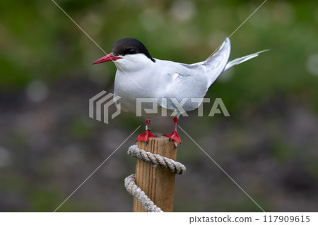 Seabird Species Arctic Tern (Sterna Paradisaea) On The Isle Of May In The Firth Of Forth Near Anstruther In Scotland 117909615
