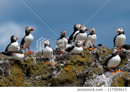 Group Of Seabird Species Atlantic Puffin (Fratercula arctica) On The Isle Of May In The Firth Of Forth Near Anstruther In Scotland 117909621
