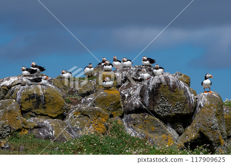 Group Of Seabird Species Atlantic Puffin (Fratercula arctica) On The Isle Of May In The Firth Of Forth Near Anstruther In Scotland Group Of Seabird Species Atlantic Puffin (Fratercula arctica) On The Isle Of May In The Firth Of Forth Near Anstruther In Scotland 117909625