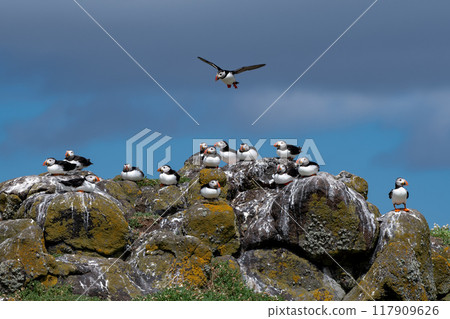Group Of Seabird Species Atlantic Puffin (Fratercula arctica) On The Isle Of May In The Firth Of Forth Near Anstruther In Scotland Group Of Seabird Species Atlantic Puffin (Fratercula arctica) On The Isle Of May In The Firth Of Forth Near Anstruther In Scotland 117909626