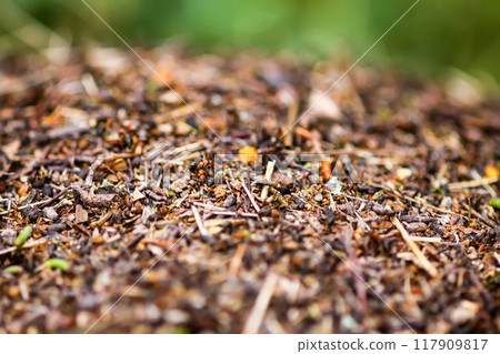 Anthill in a wild forest. 117909817